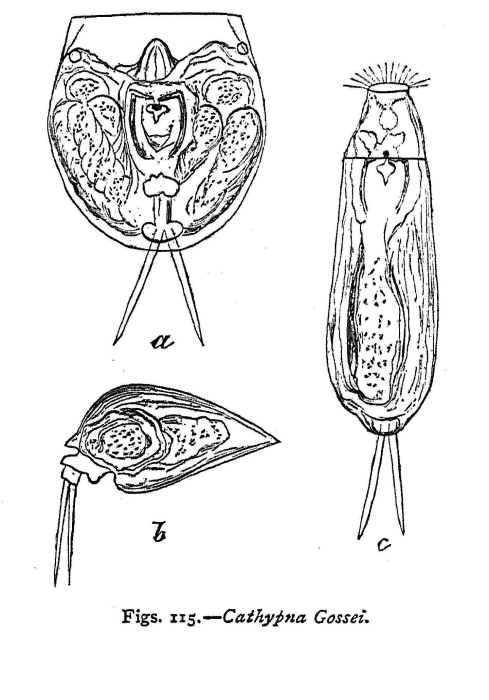 Lecane gossei - Original description image