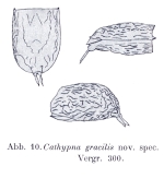 Lecane gracilis - Original description image