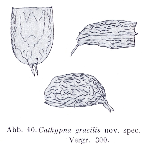 Lecane gracilis - Original description image