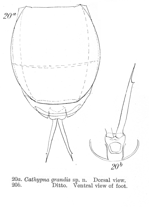 Lecane grandis - Original description image