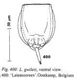Lecane gwileti