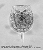 Lecane gwileti