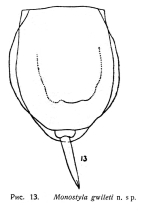 Lecane gwileti - Original description image