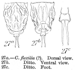 Lecane haliclysta