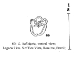 Lecane haliclysta