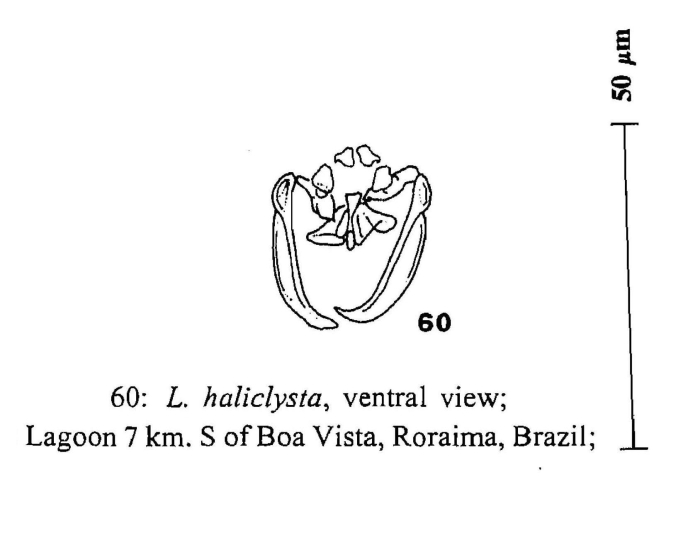 Lecane haliclysta Lecane haliclysta