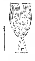 Lecane haliclysta