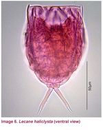 Lecane haliclysta