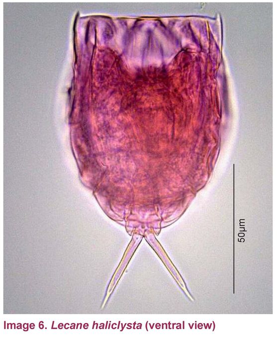 Lecane haliclysta Lecane haliclysta