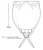 Lecane haliclysta