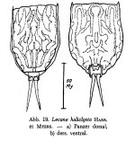 Lecane haliclysta