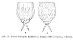Lecane haliclysta