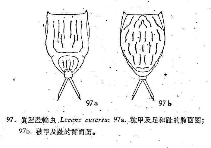 Lecane haliclysta Lecane haliclysta