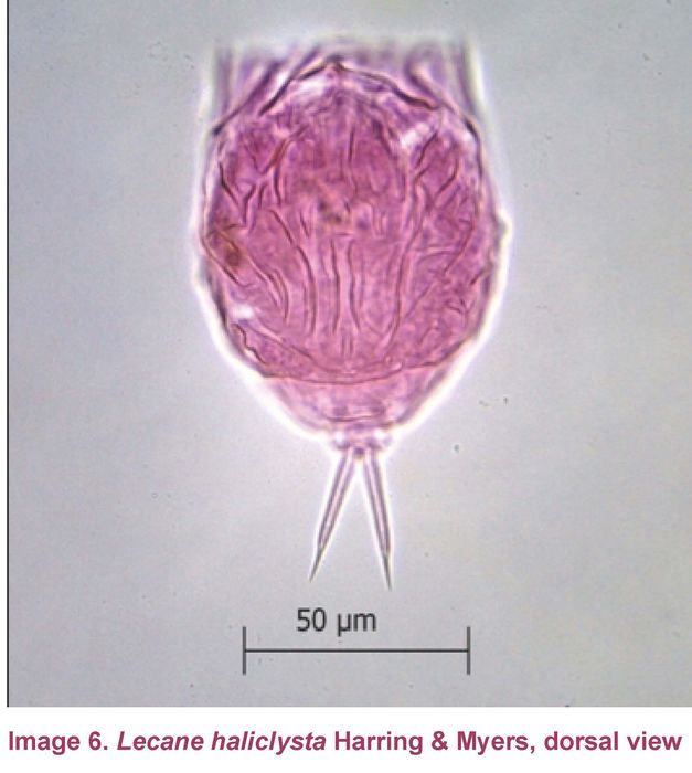 Lecane haliclysta Lecane haliclysta