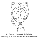 Lecane haliclysta