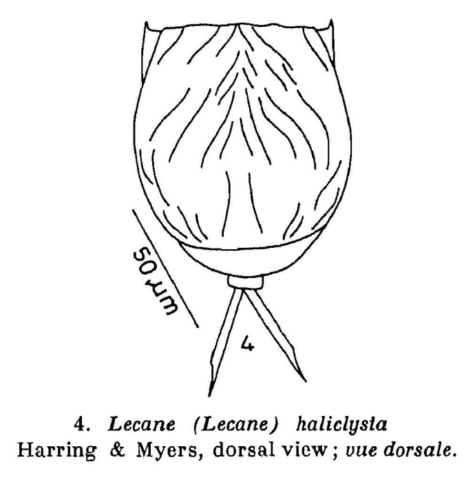 Lecane haliclysta Lecane haliclysta