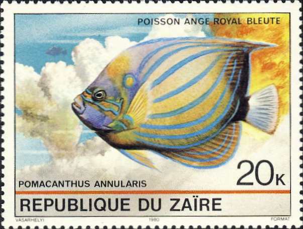Pomacanthus annularis Pomacanthus annularis