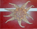 Echinodermata (echinoderms)