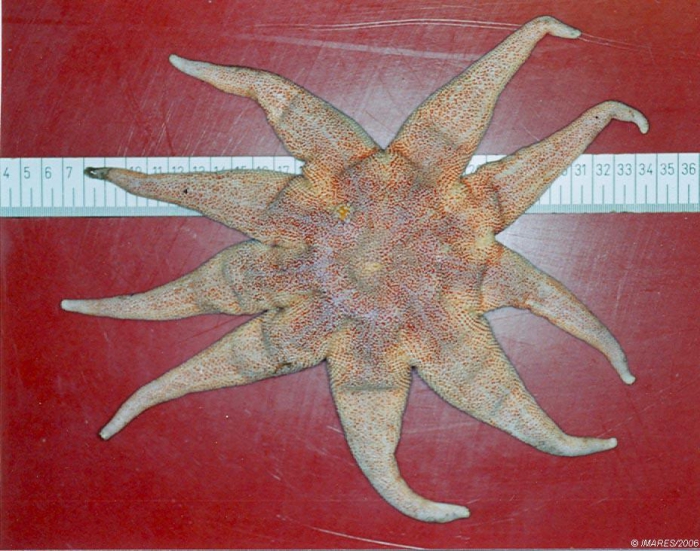 Solaster endeca (Linnaeus, 1771) Solaster endeca (Linnaeus, 1771)