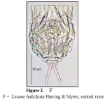 Lecane haliclysta