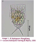 Lecane haliclysta