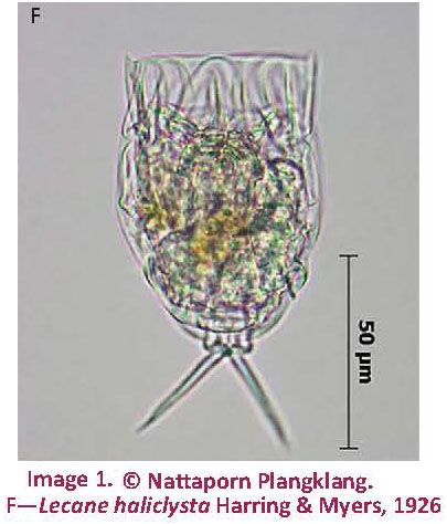 Lecane haliclysta Lecane haliclysta
