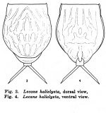 Lecane haliclysta - Original description image