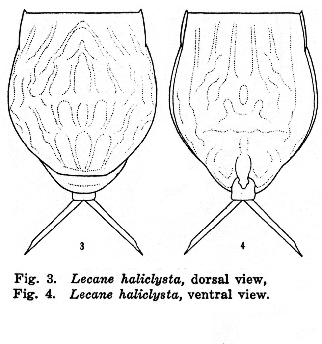 Lecane haliclysta - Original description image