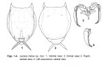 Lecane halsei