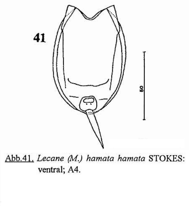 Lecane hamata Lecane hamata