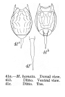 Lecane hamata