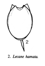 Lecane hamata