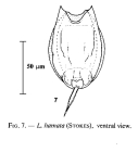 Lecane hamata