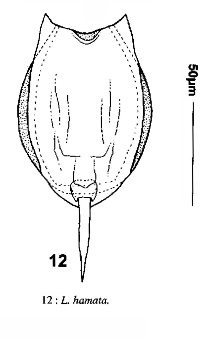 Lecane hamata