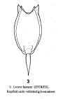 Lecane hamata