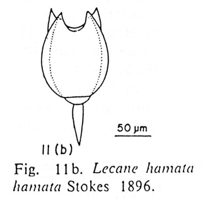 Lecane hamata Lecane hamata