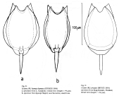 Lecane hamata