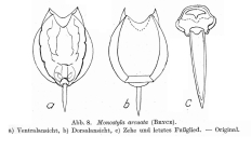 Lecane hamata