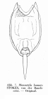 Lecane hamata