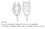 Lecane hamata