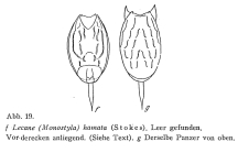Lecane hamata