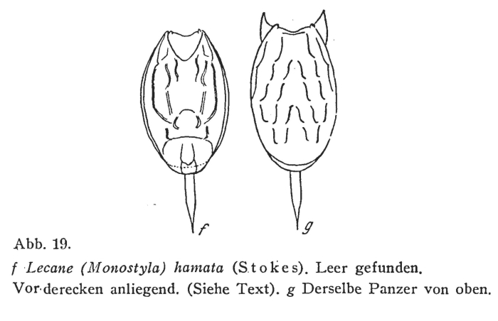 Lecane hamata Lecane hamata