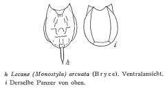 Lecane hamata