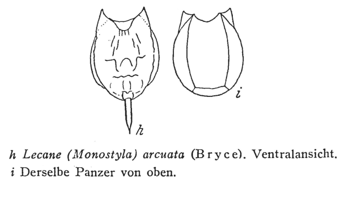 Lecane hamata