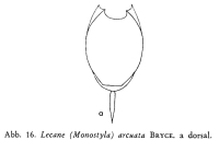 Lecane hamata