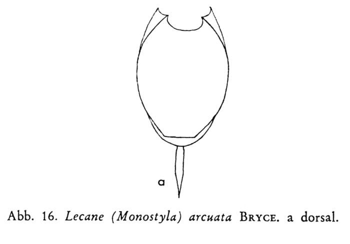 Lecane hamata