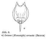Lecane hamata