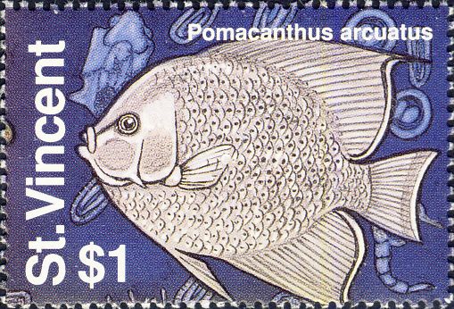 Pomacanthus arcuatus Pomacanthus arcuatus