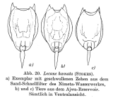 Lecane hamata