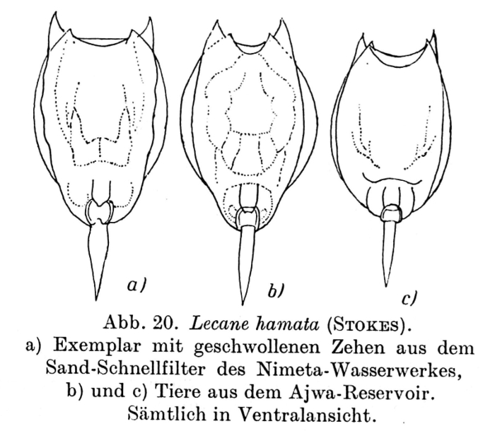 Lecane hamata Lecane hamata